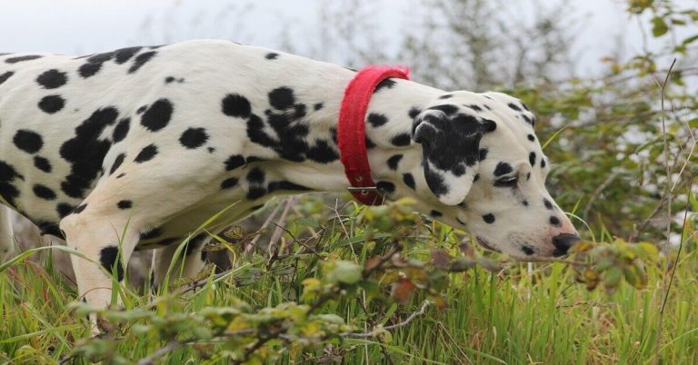hond ontwormen