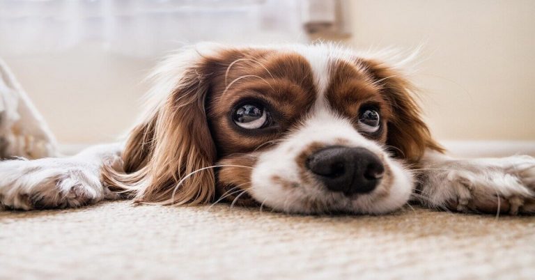 meest gemaakte fouten bij het trainen van je hond