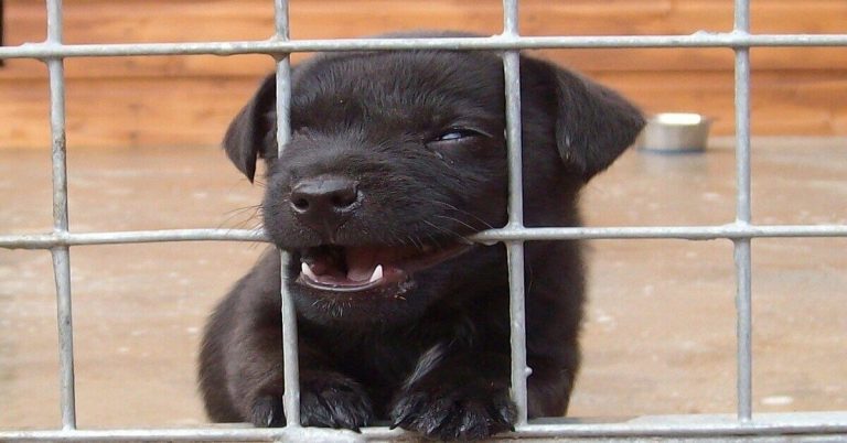 puppyren