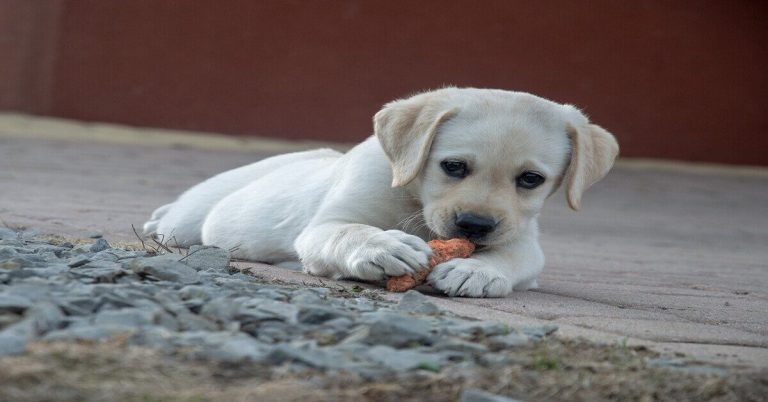 wat mag een hond wel en niet eten