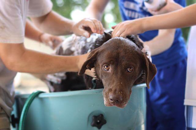 hond wassen