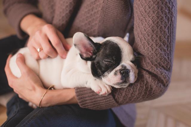 Pup alleen thuis laten