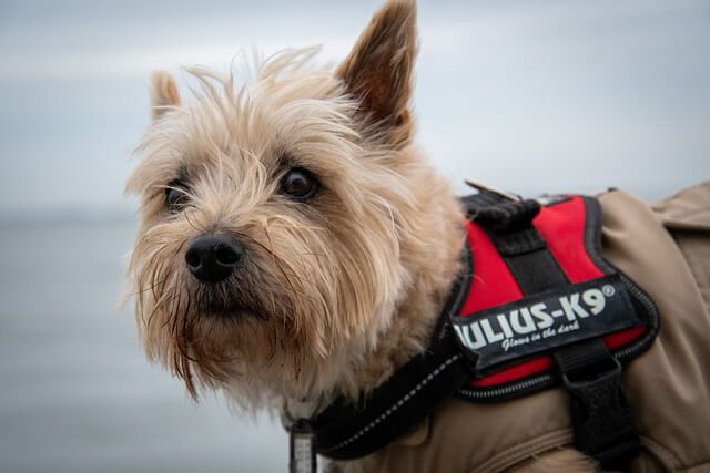 cairn terrier met bodywarmer