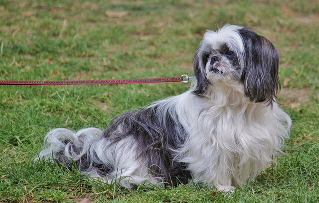 grondpen hond