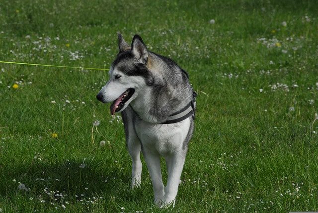grondpen voor je hond