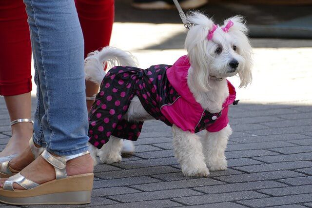 hond met roze bodywarmer