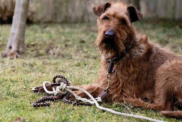 honden grondpen