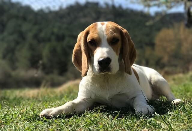Beagle Geheimen