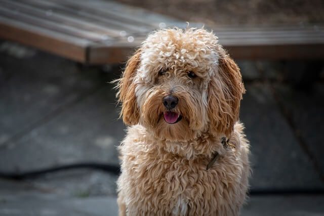 Hoe Oud Worden Labradoodles