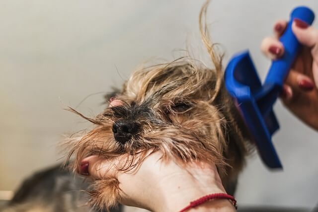 beste hondenborstel kleine honden
