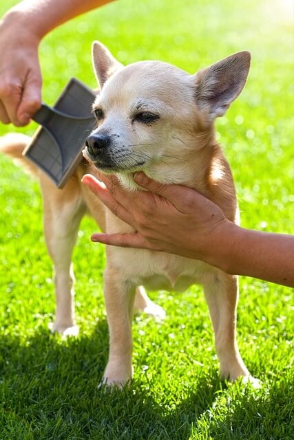 hond wordt geborsteld