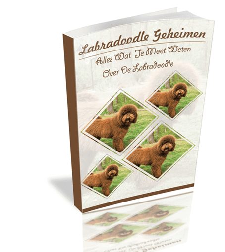 labradoodle handboek