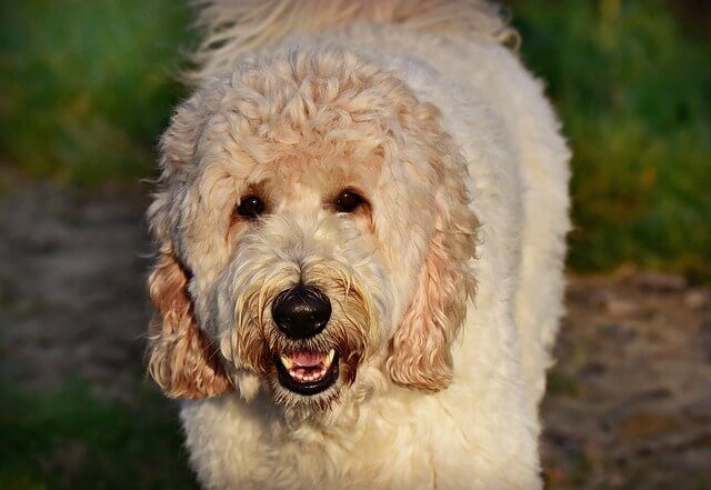labradoodle