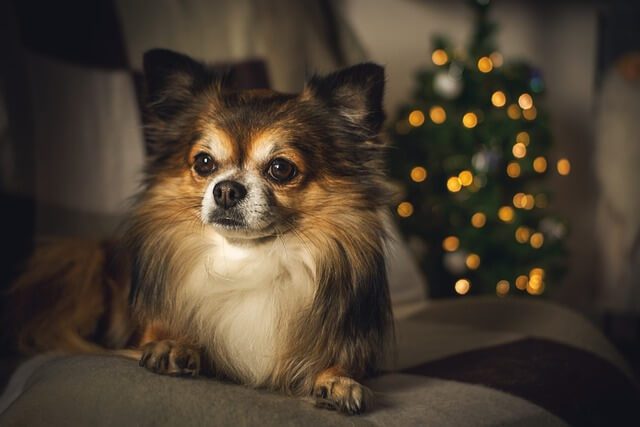 Chihuahua Handboek Review