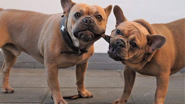 Franse Bulldog