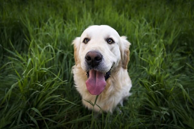 Golden Retriever Geheimen