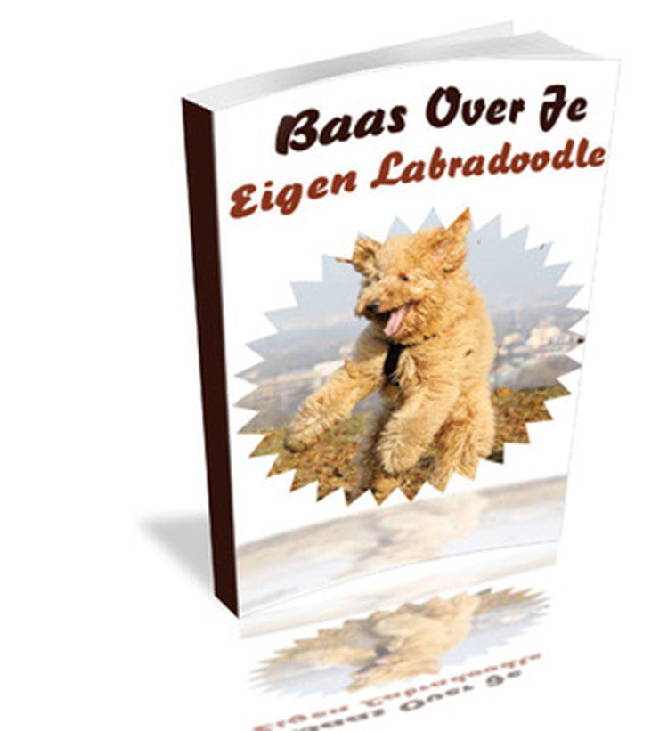 Baas Over Je Eigen Labradoodle