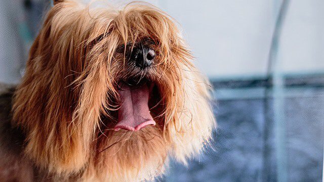 Hond wordt gekamd met hondenkam