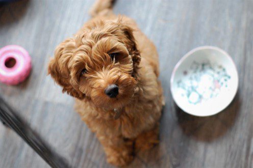 Labradoodle Geheimen Review