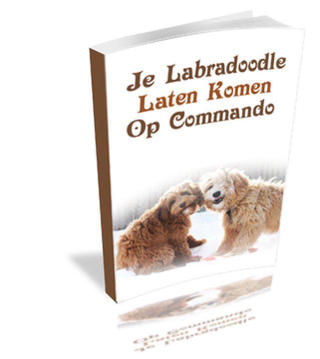 Labradoodle Laten Komen Op Commando