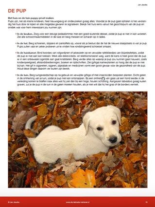 Labrador info