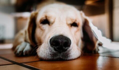 Labrador