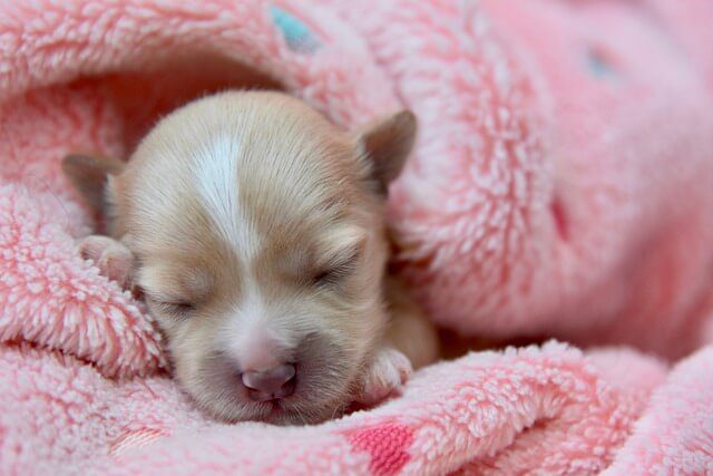 hondenslaapzak voor puppy
