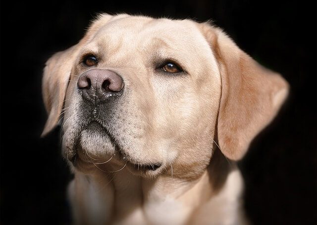 labrador geheimen review