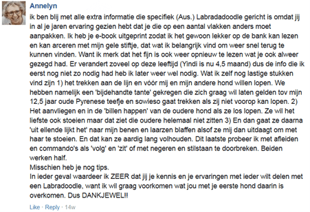 reactie labradoodle 1