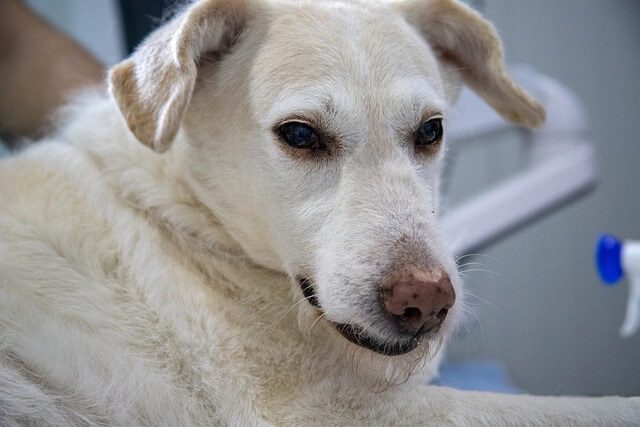 Vaccinaties voor je hond of puppy