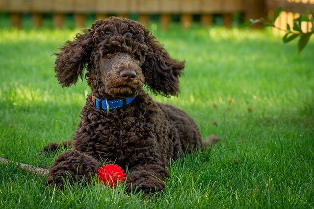 hond ligt met snackbal voor honden