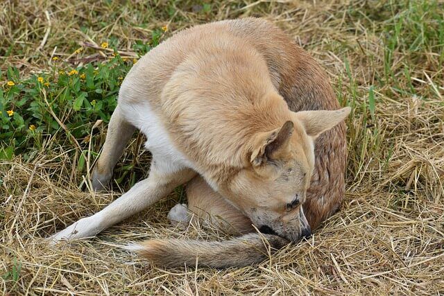 hond met teek