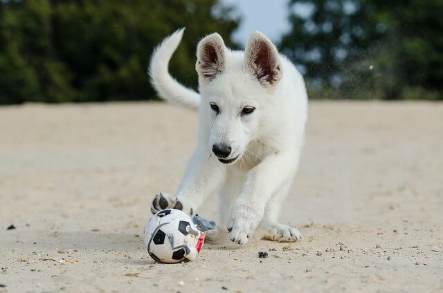 hond speelt met honden snackbal