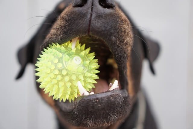 snackbal hond