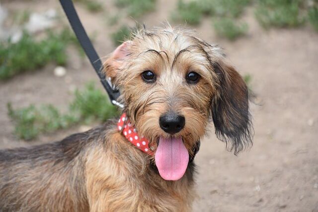 halsband hond