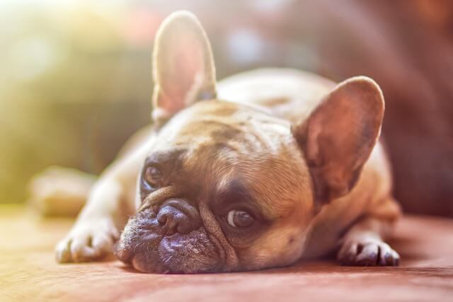 Epilepsie bij de hond