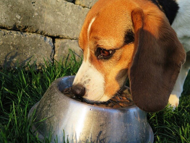 Voedingsspecialvolwassenhond