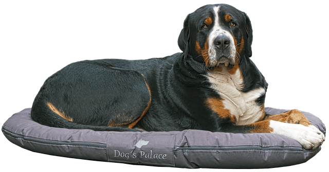 gezondheidhond