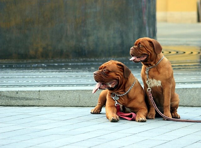welkelijnvoorjehond