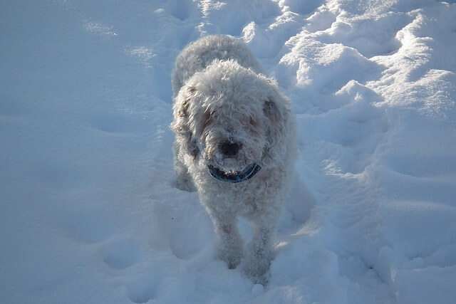 Honden met krullen